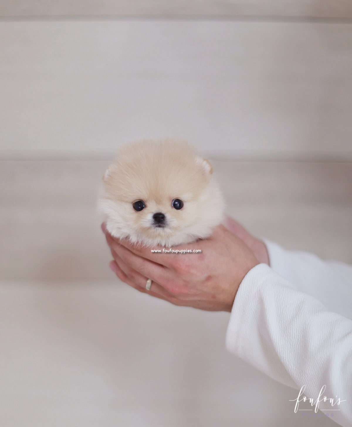 Fendi - Pomeranian F.