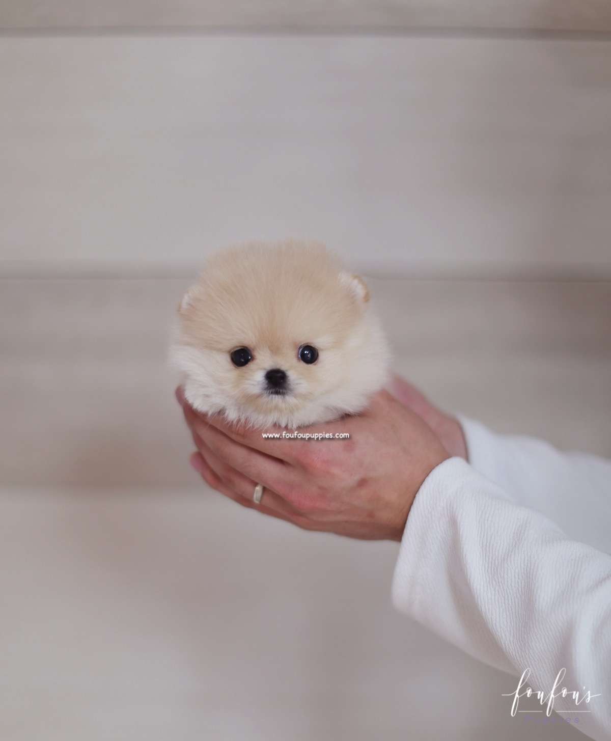 Fendi - Pomeranian F.