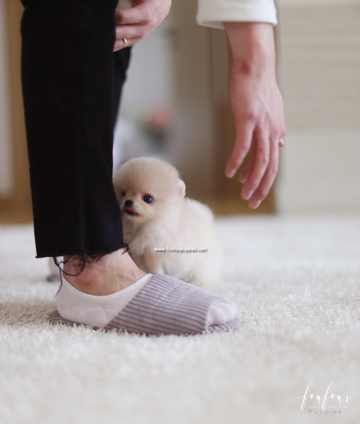 Fendi - Pomeranian F.