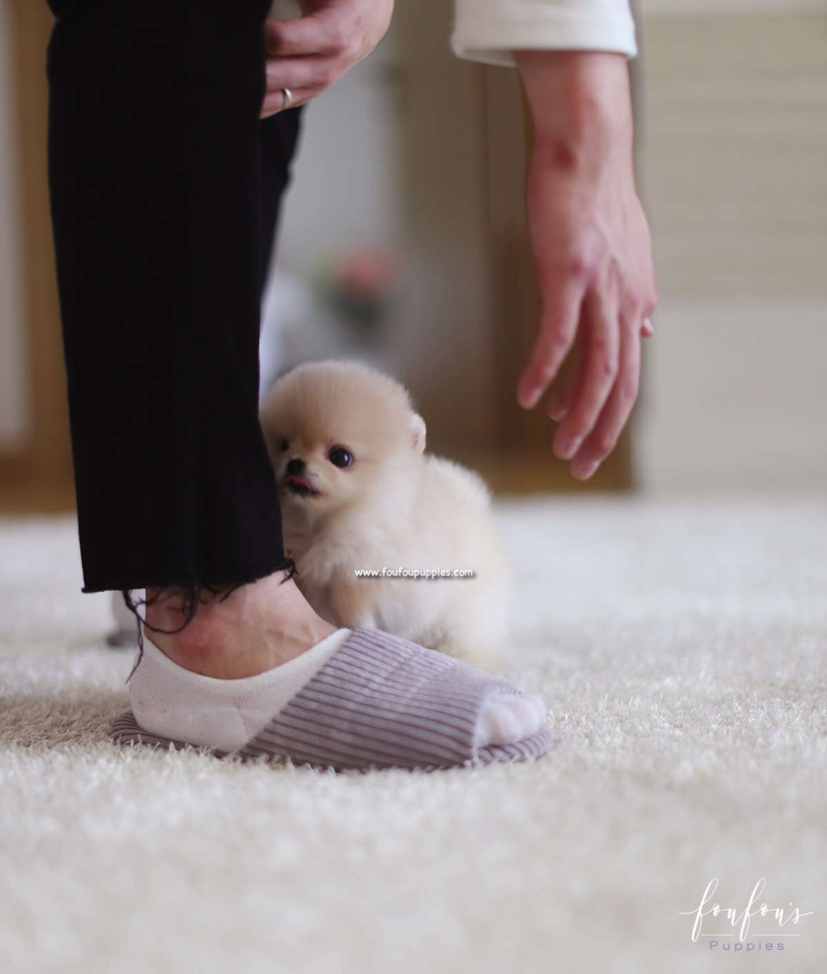 Fendi - Pomeranian F.