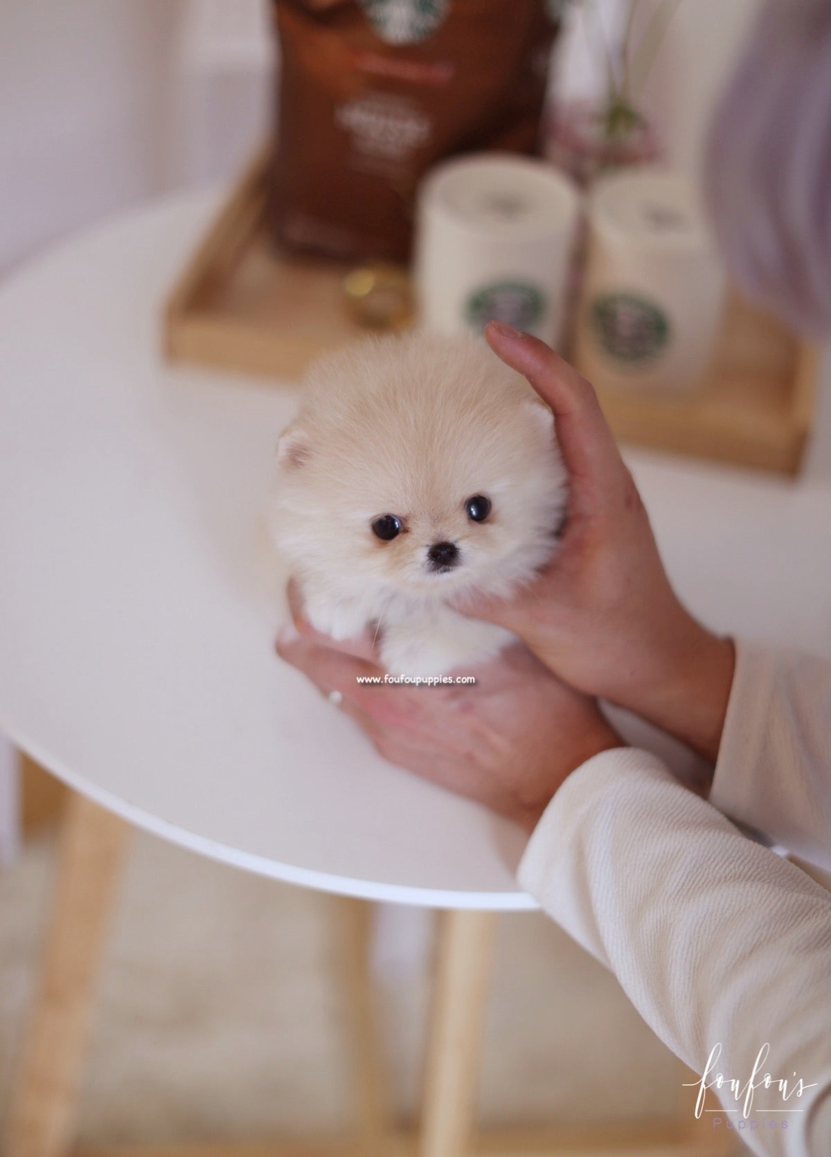 Fendi - Pomeranian F.