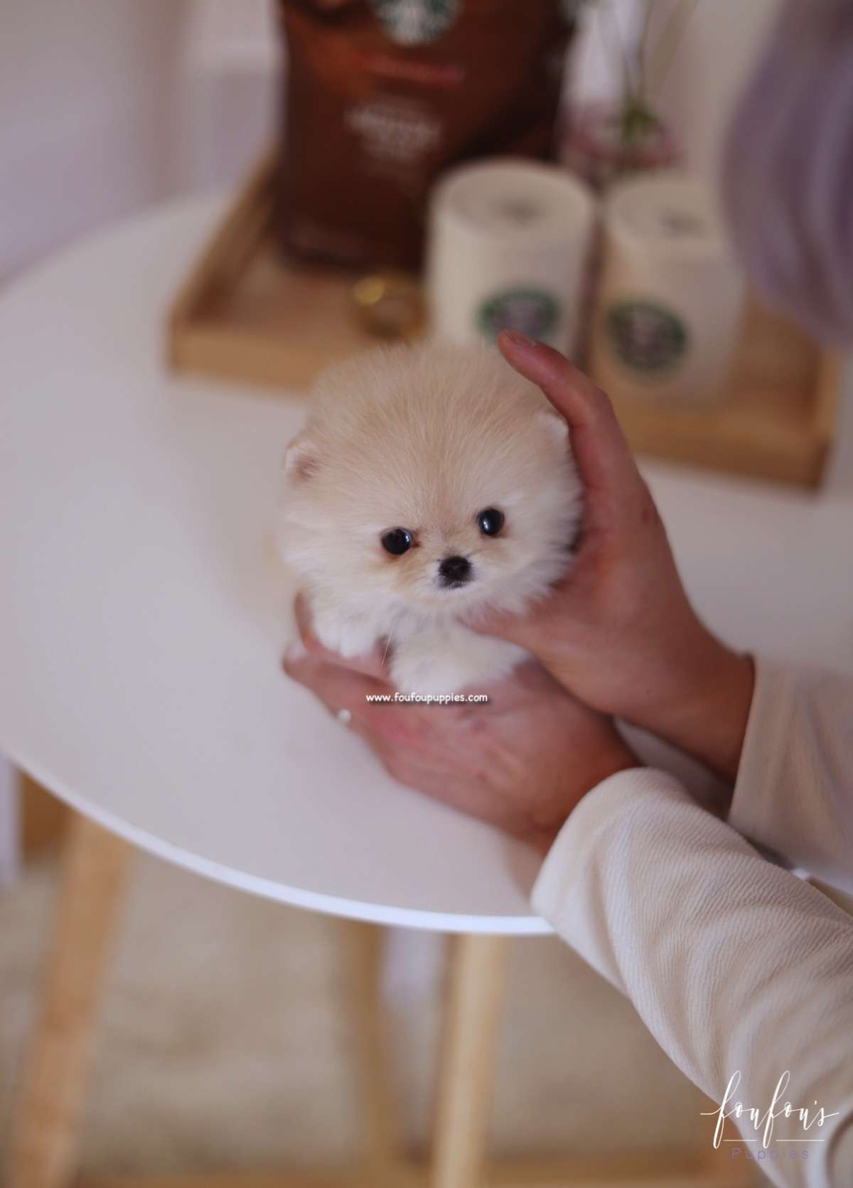 Fendi - Pomeranian F.