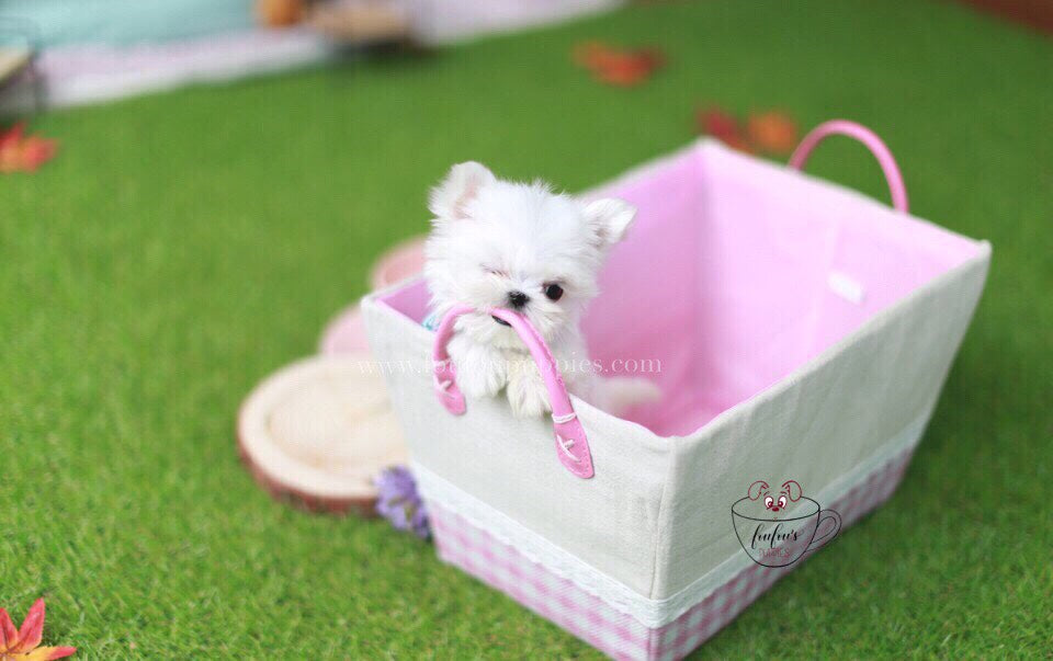 Mrs. Milli-Maltese F.