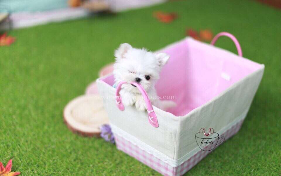 Mrs. Milli-Maltese F.