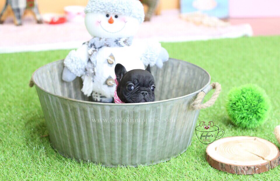 Duke-French Bulldog M.