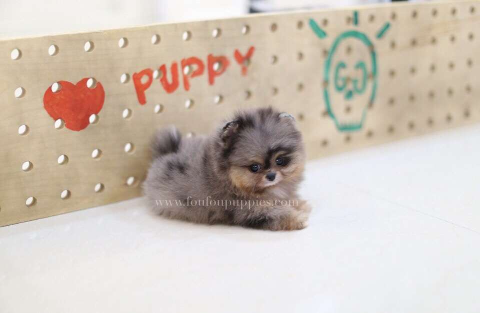 Ivy-Pomeranian F.
