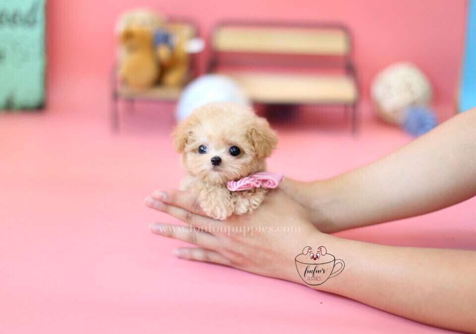 Tiffany-Poodle F.