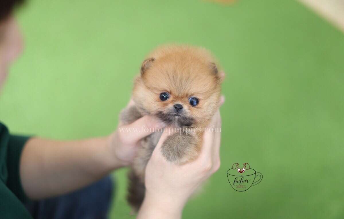 Boo-Pomeranian M.