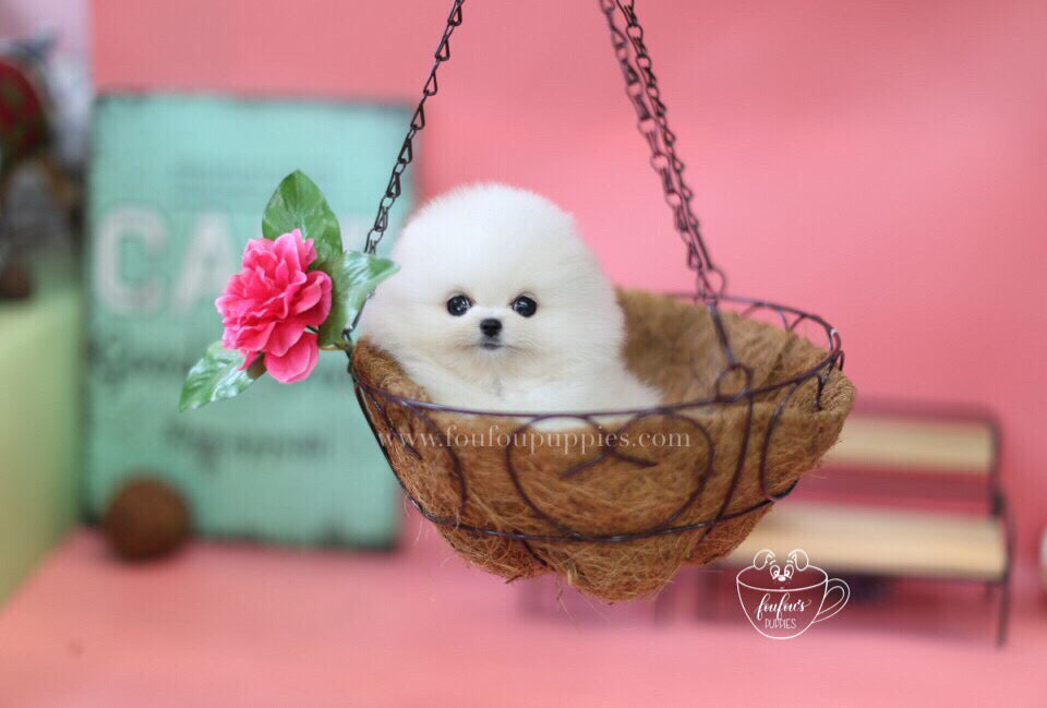 Babe-Pomeranian M.