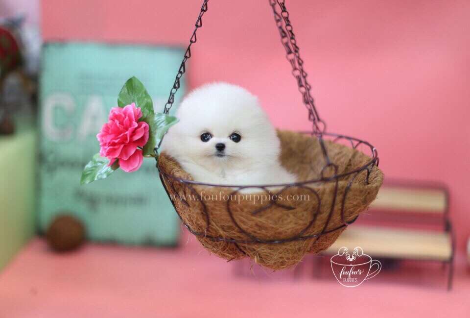 Babe-Pomeranian M.