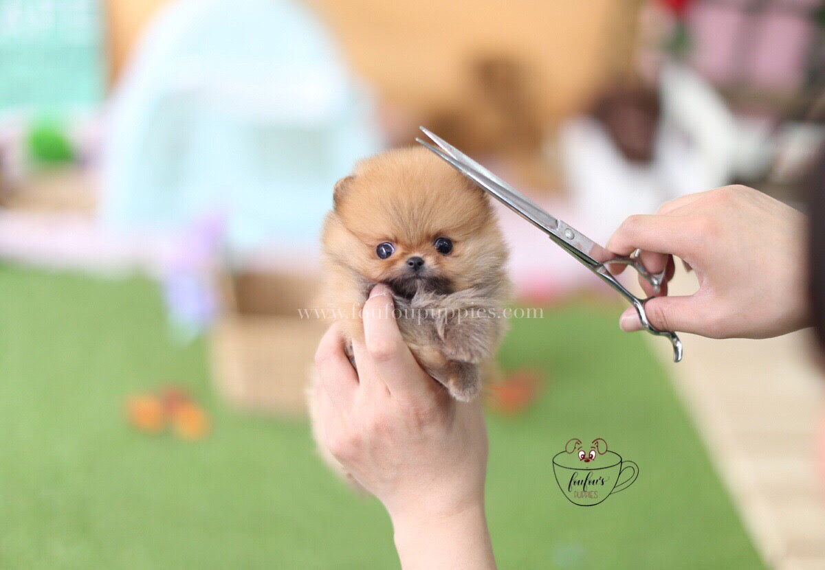 Boo-Pomeranian M.