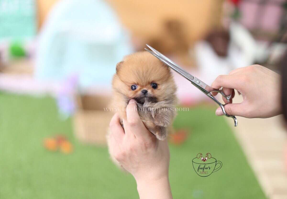 Boo-Pomeranian M.