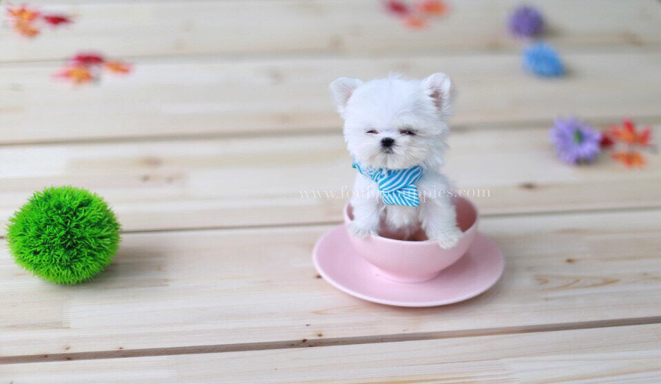 Mrs. Milli-Maltese F.
