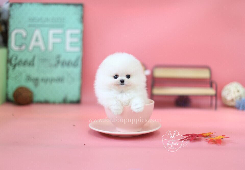 Babe-Pomeranian M.