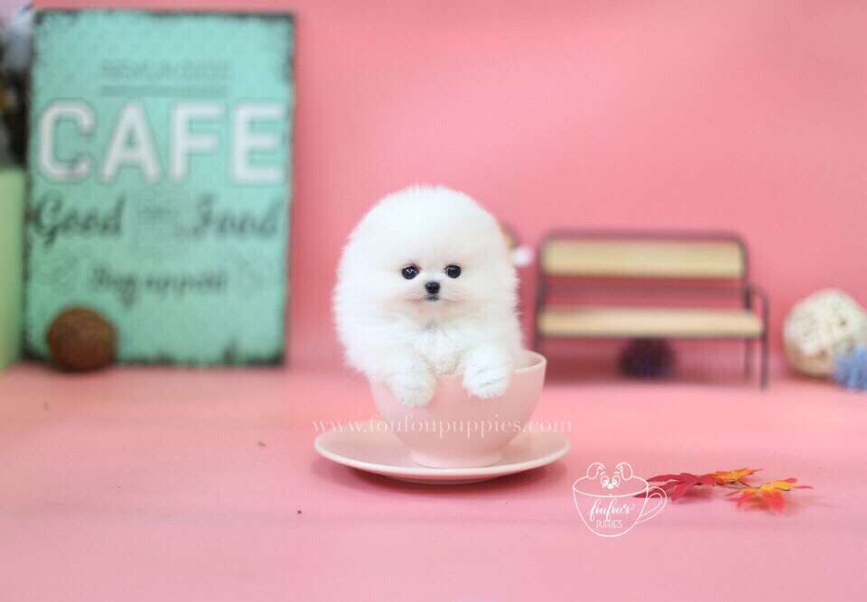 Babe-Pomeranian M.