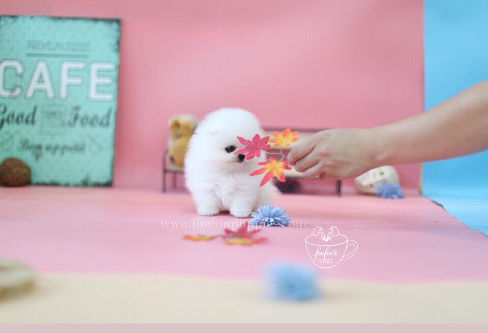 Babe-Pomeranian M.