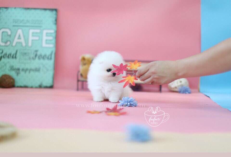 Babe-Pomeranian M.