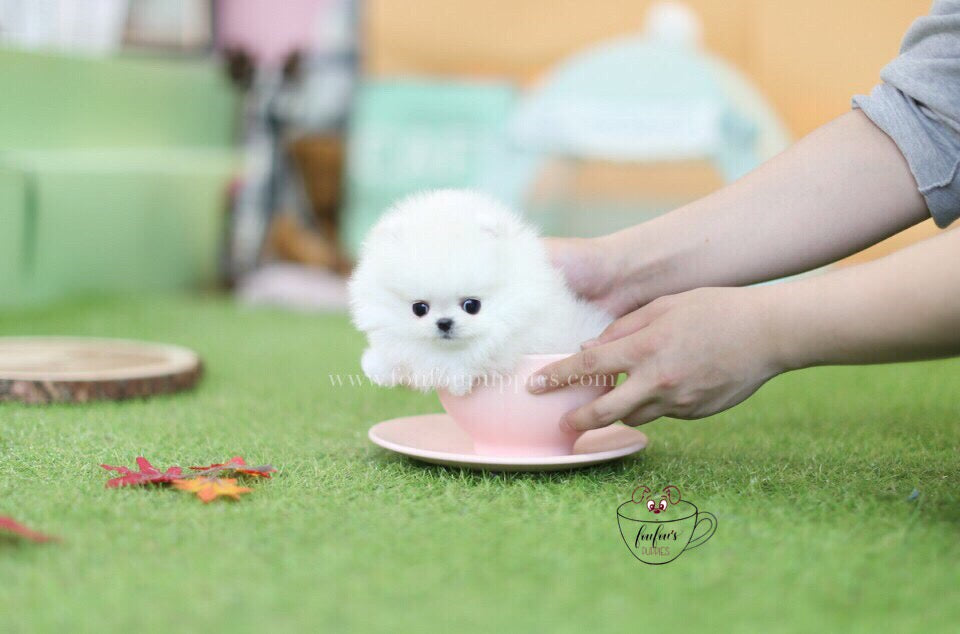 Keanu-Pomeranian M.