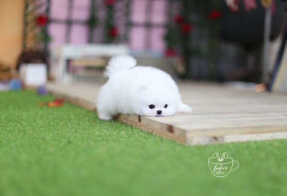 Babe-Pomeranian M.