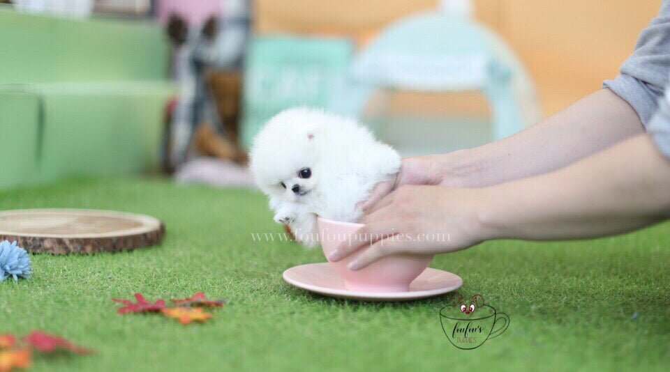 Keanu-Pomeranian M.