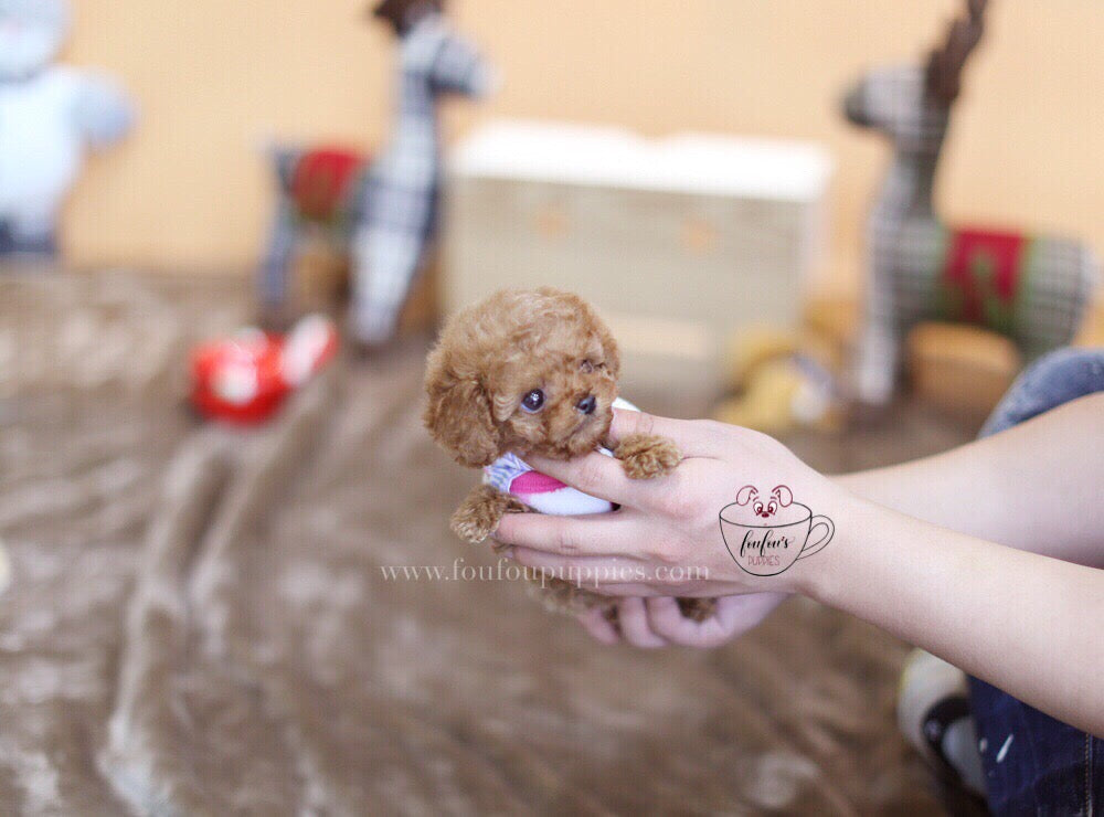 Toby-Poodle M. (1710818754673)