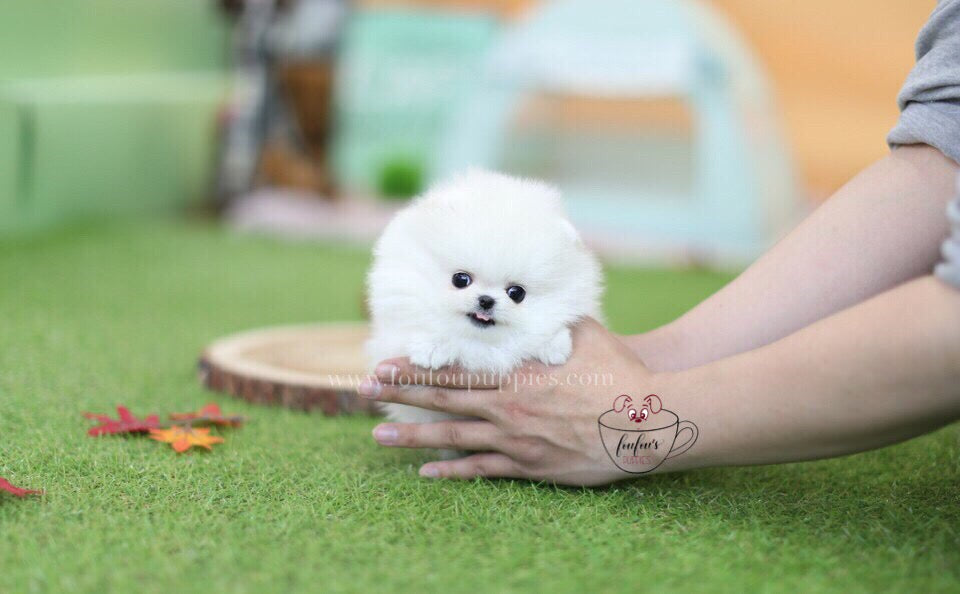 Keanu-Pomeranian M.