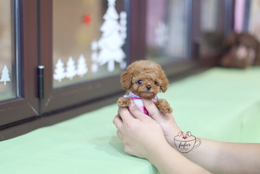 Toby-Poodle M. (1710818754673)