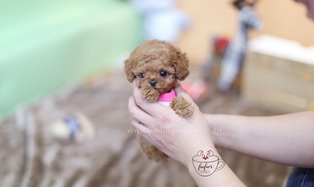 Toby-Poodle M. (1710818754673)