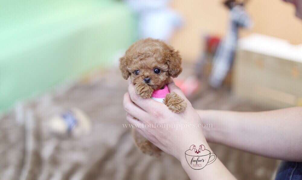 Toby-Poodle M. (1710818754673)