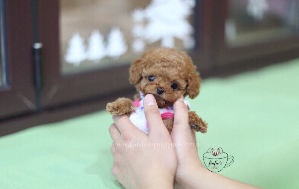 Toby-Poodle M. (1710818754673)