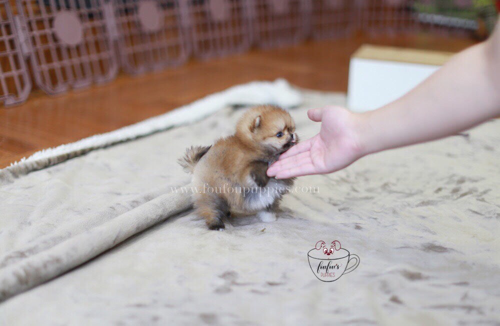 Henesscy-Pomeranian F.