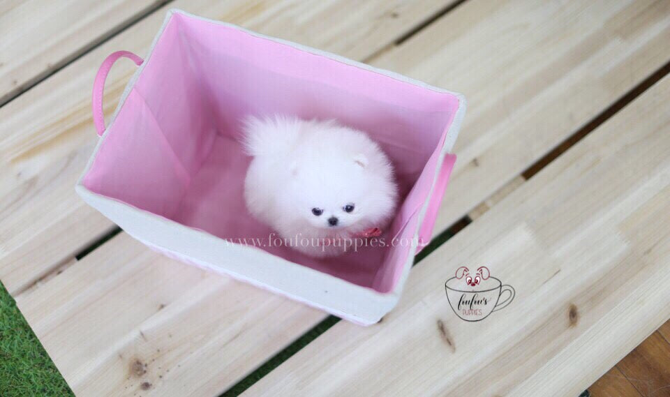 Cuddles-Pomeranian M.