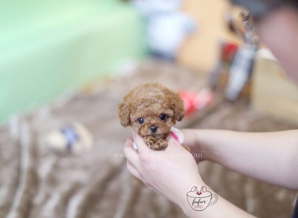 Toby-Poodle M. (1710818754673)
