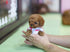 Toby-Poodle M. (1710818754673)