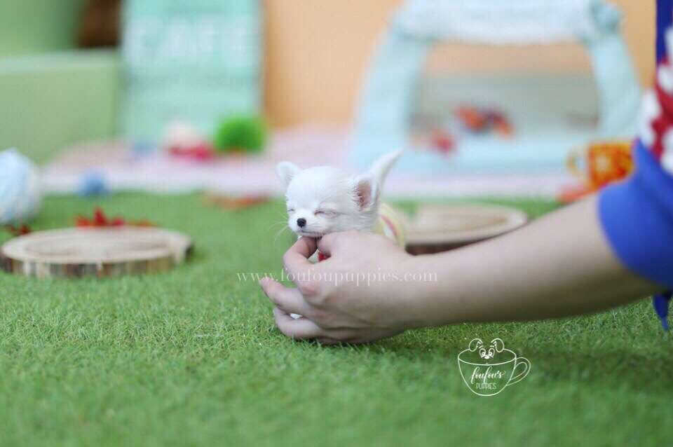 Tank-Chihuahua M.