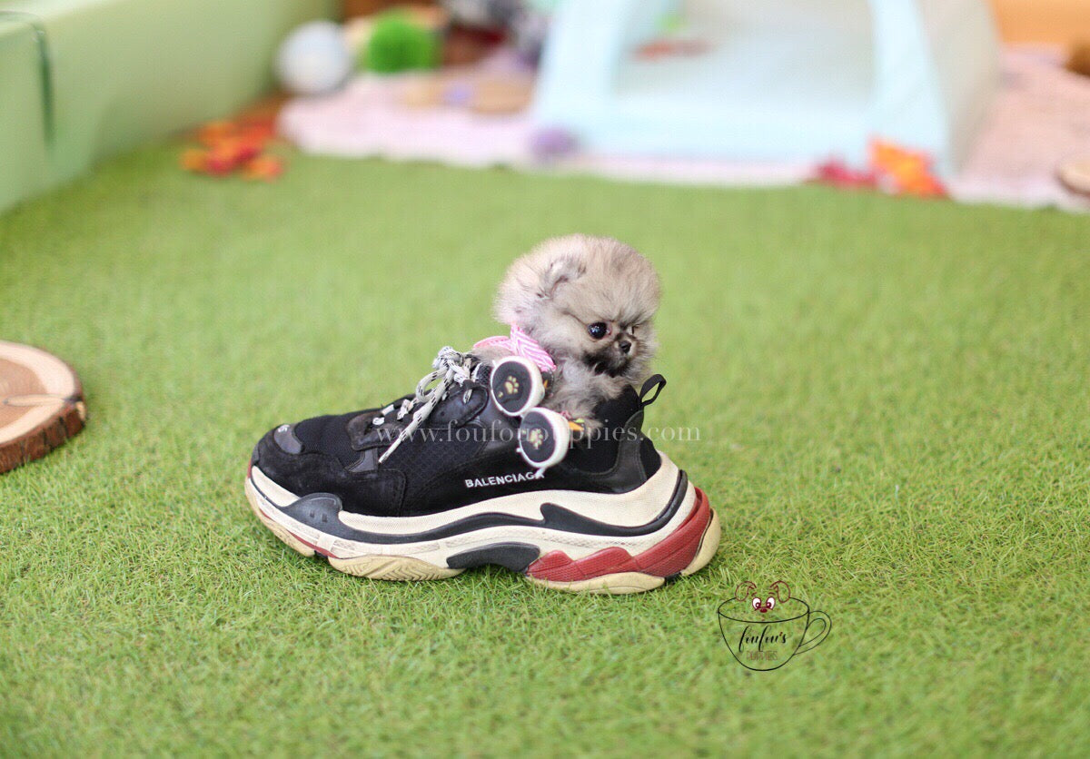 Gigi-Pomeranian F.