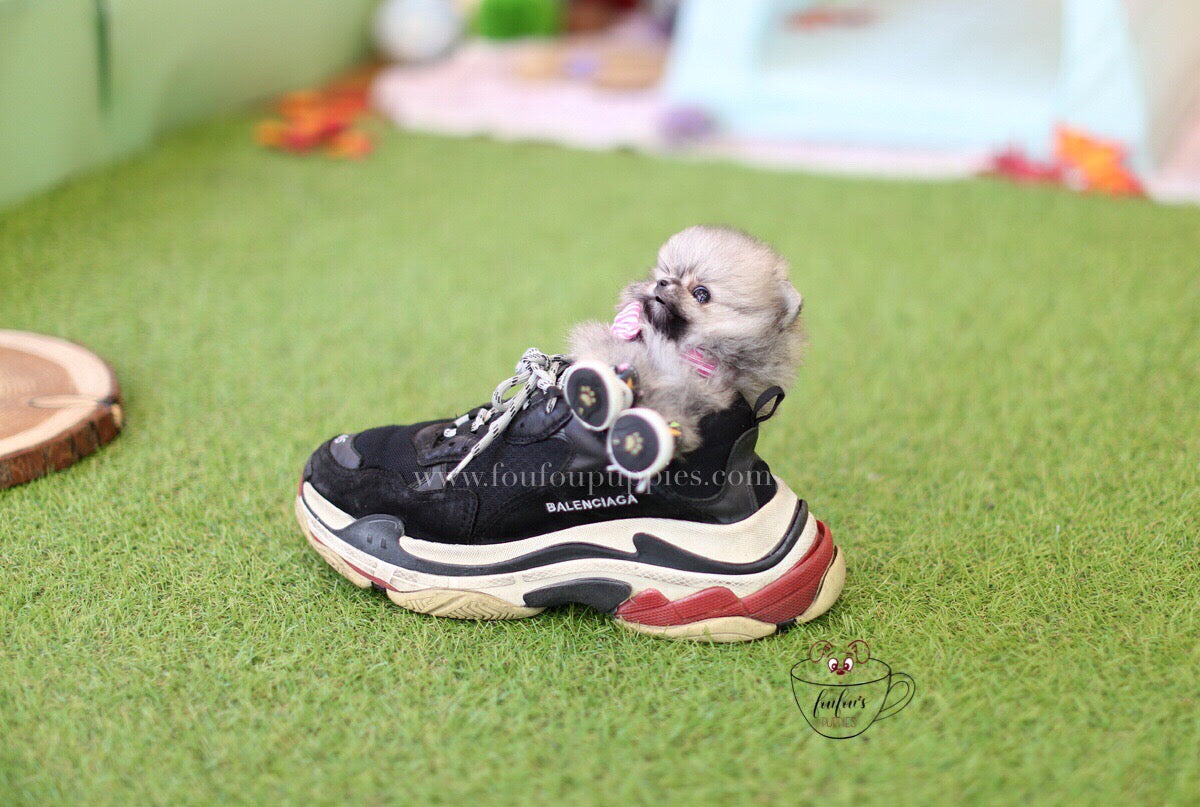 Gigi-Pomeranian F.