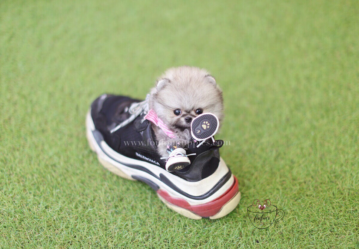 Gigi-Pomeranian F.