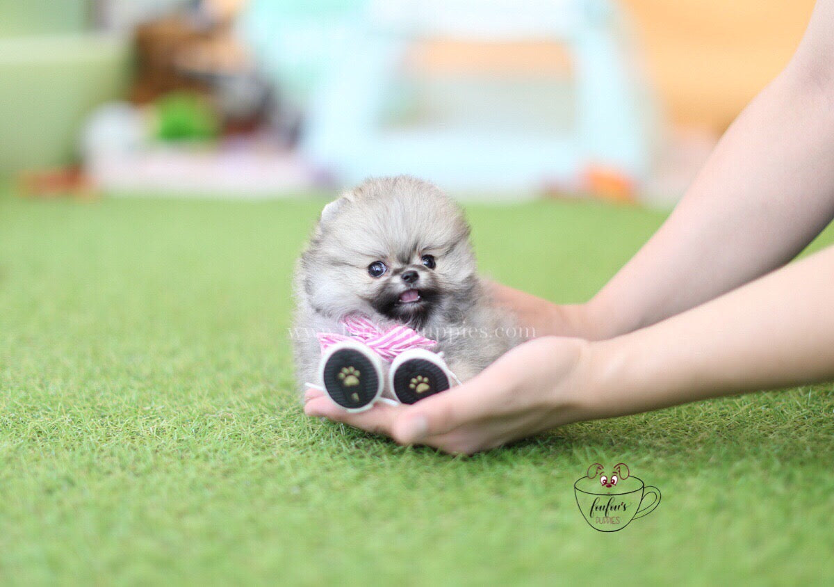 Gigi-Pomeranian F.