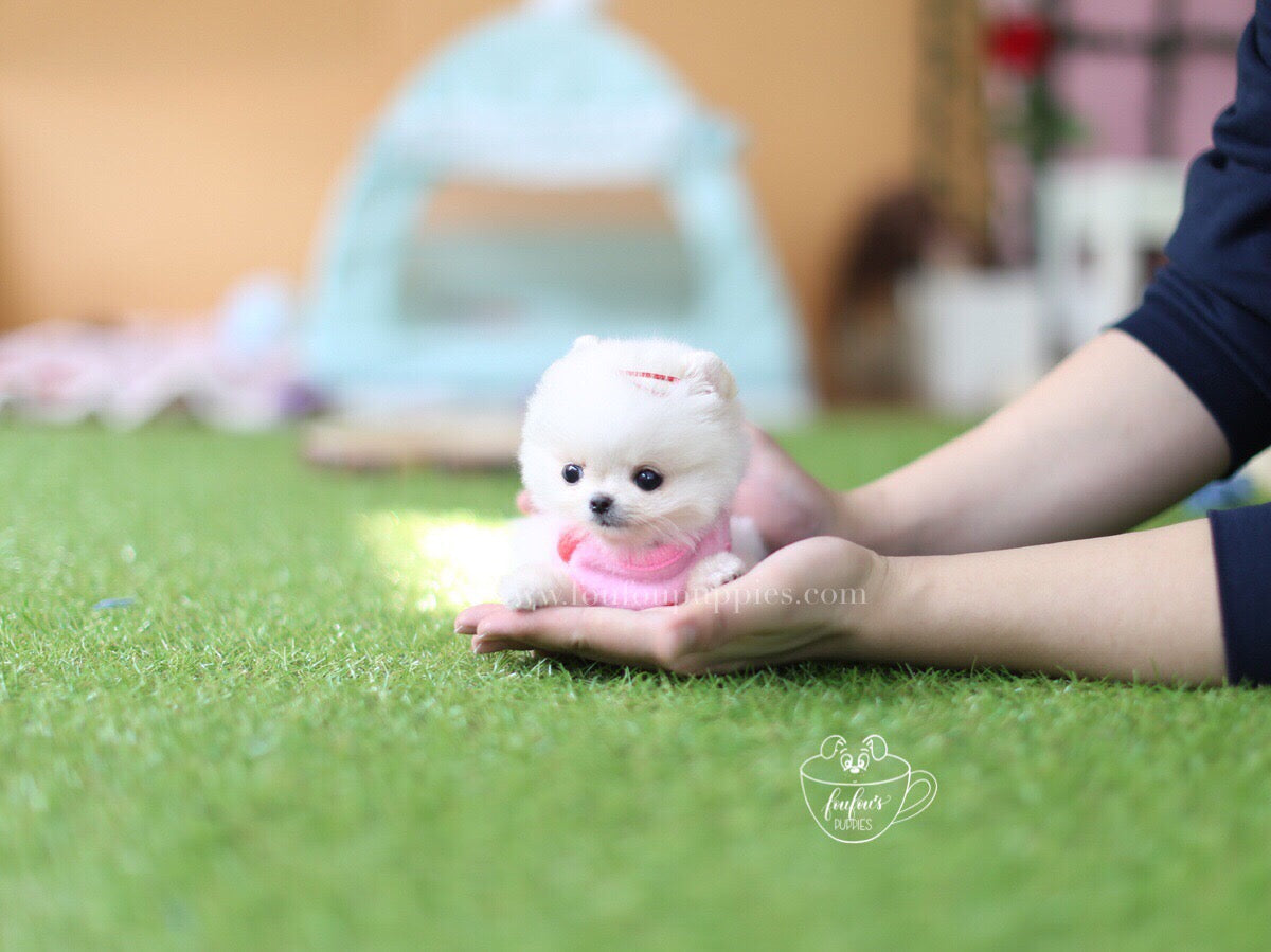 London-Pomeranian M.