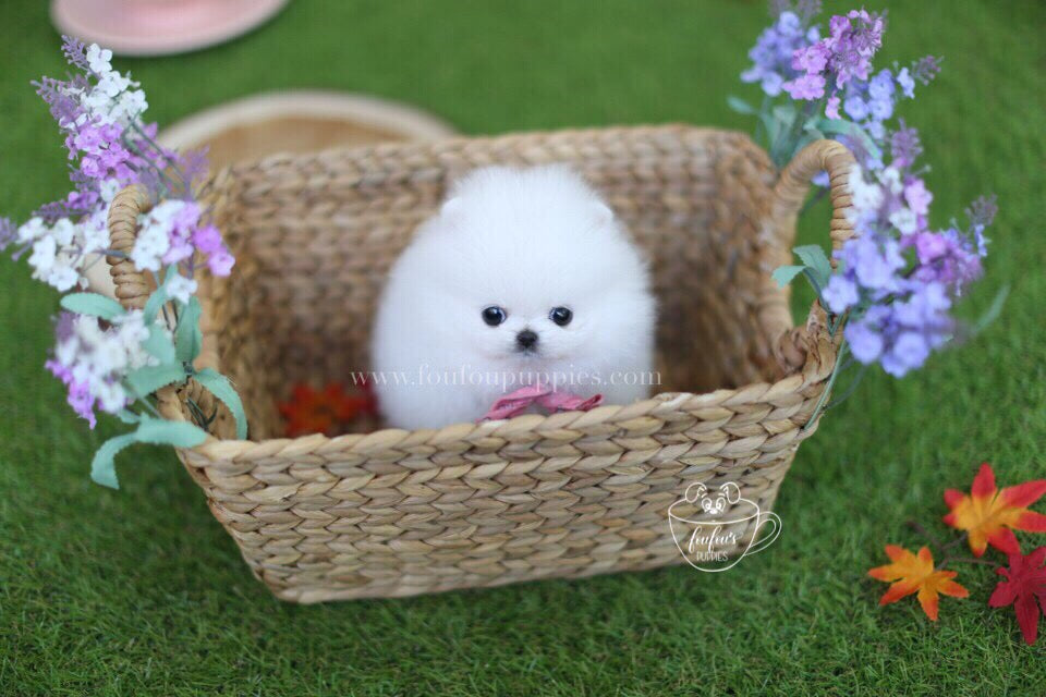 Cuddles-Pomeranian M.