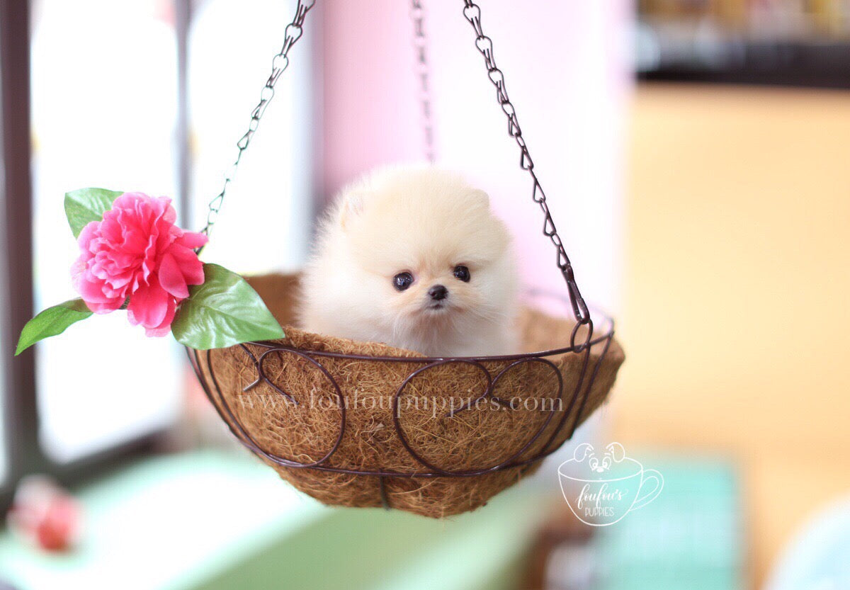 Hermes-Pomeranian M.