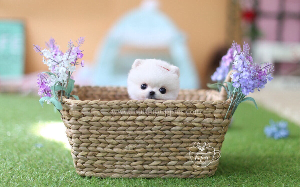 London-Pomeranian M.
