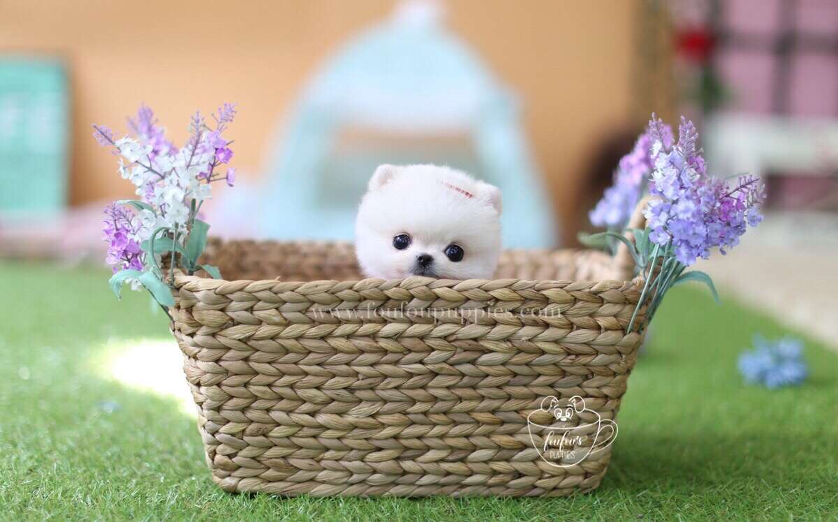 London-Pomeranian M.