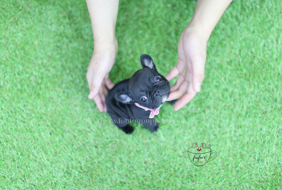 Duke-French Bulldog M.