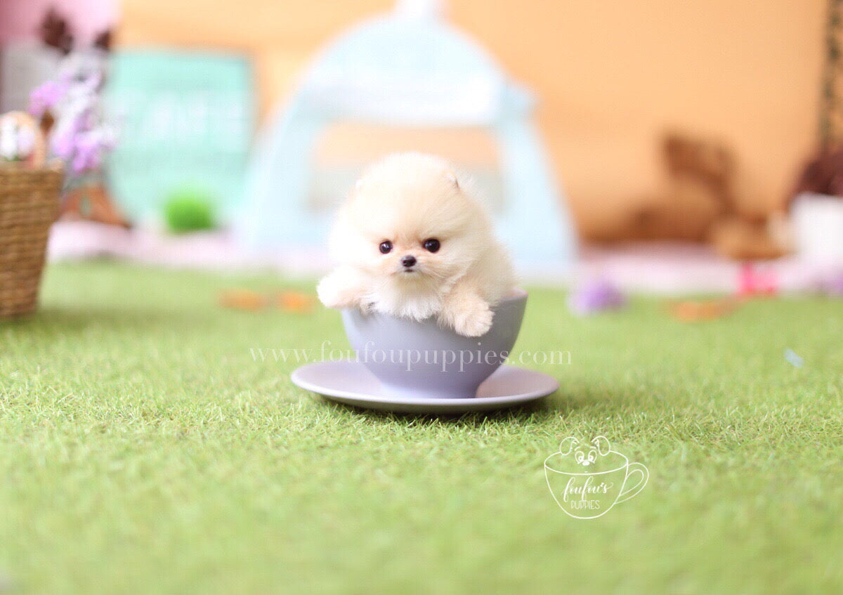 Hermes-Pomeranian M.