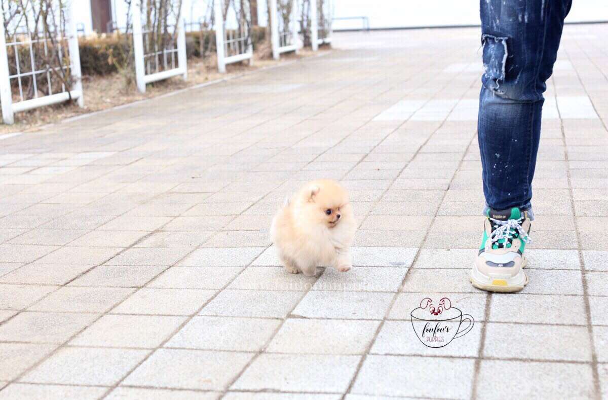 Kai-Pomeranian M.