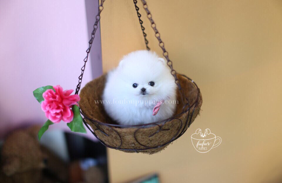 Cuddles-Pomeranian M.