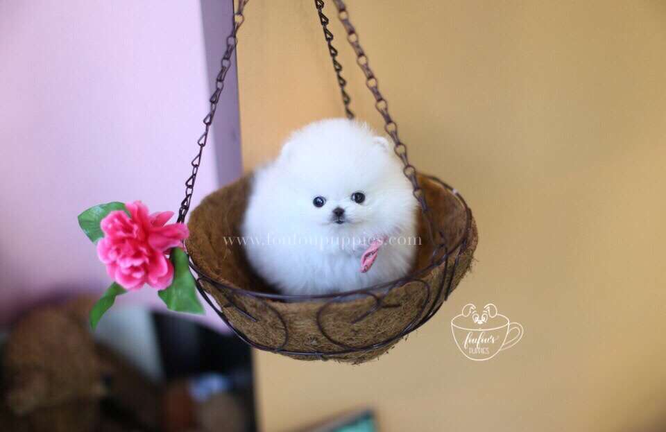Cuddles-Pomeranian M.