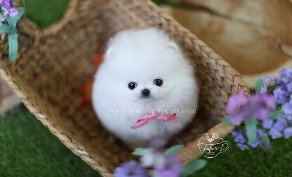 Cuddles-Pomeranian M.